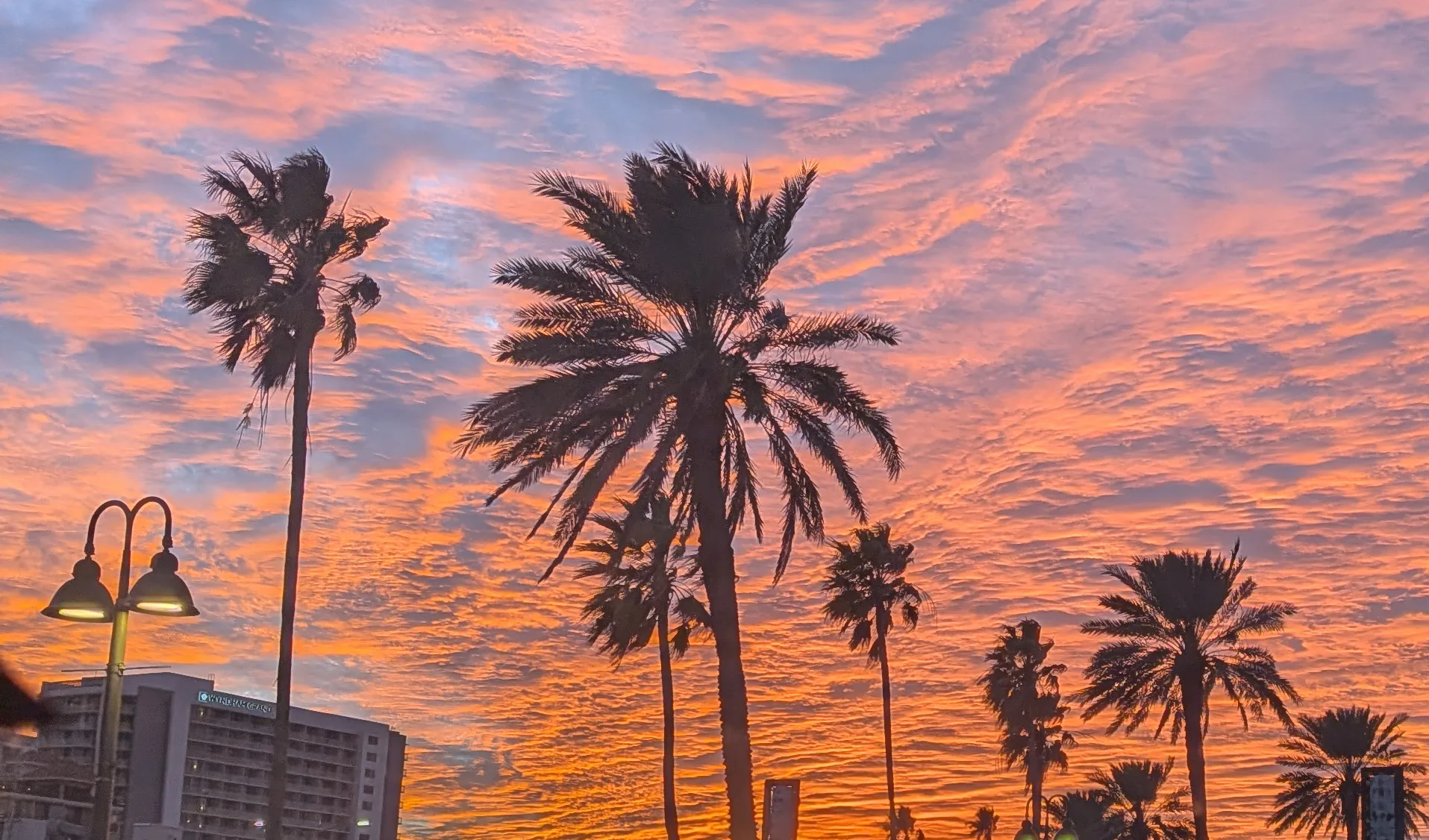 sunset in clearwater beach with palm trees