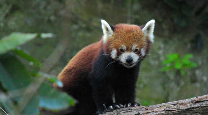 Rigby the Red Panda - Nathan Davison