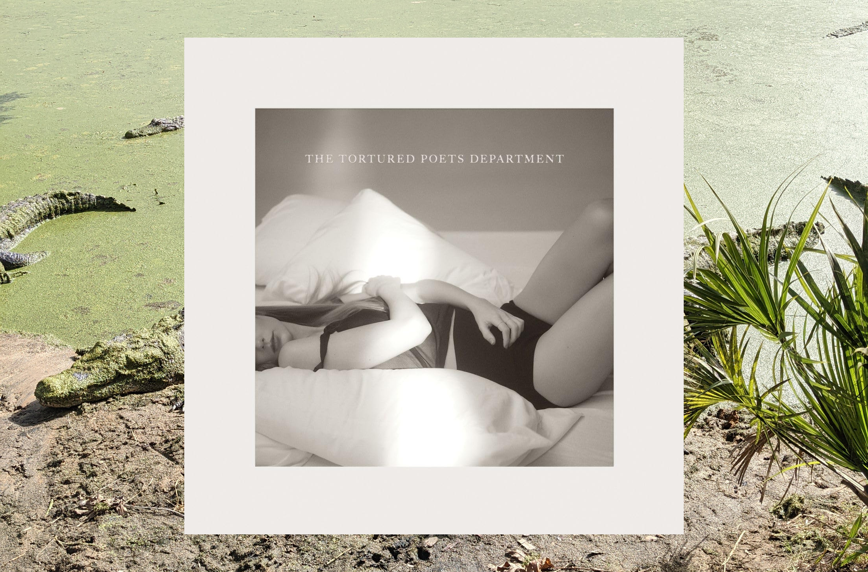 taylor swift tortured poets department vinyl album juxtaposed with alligators in a swamp in Florida