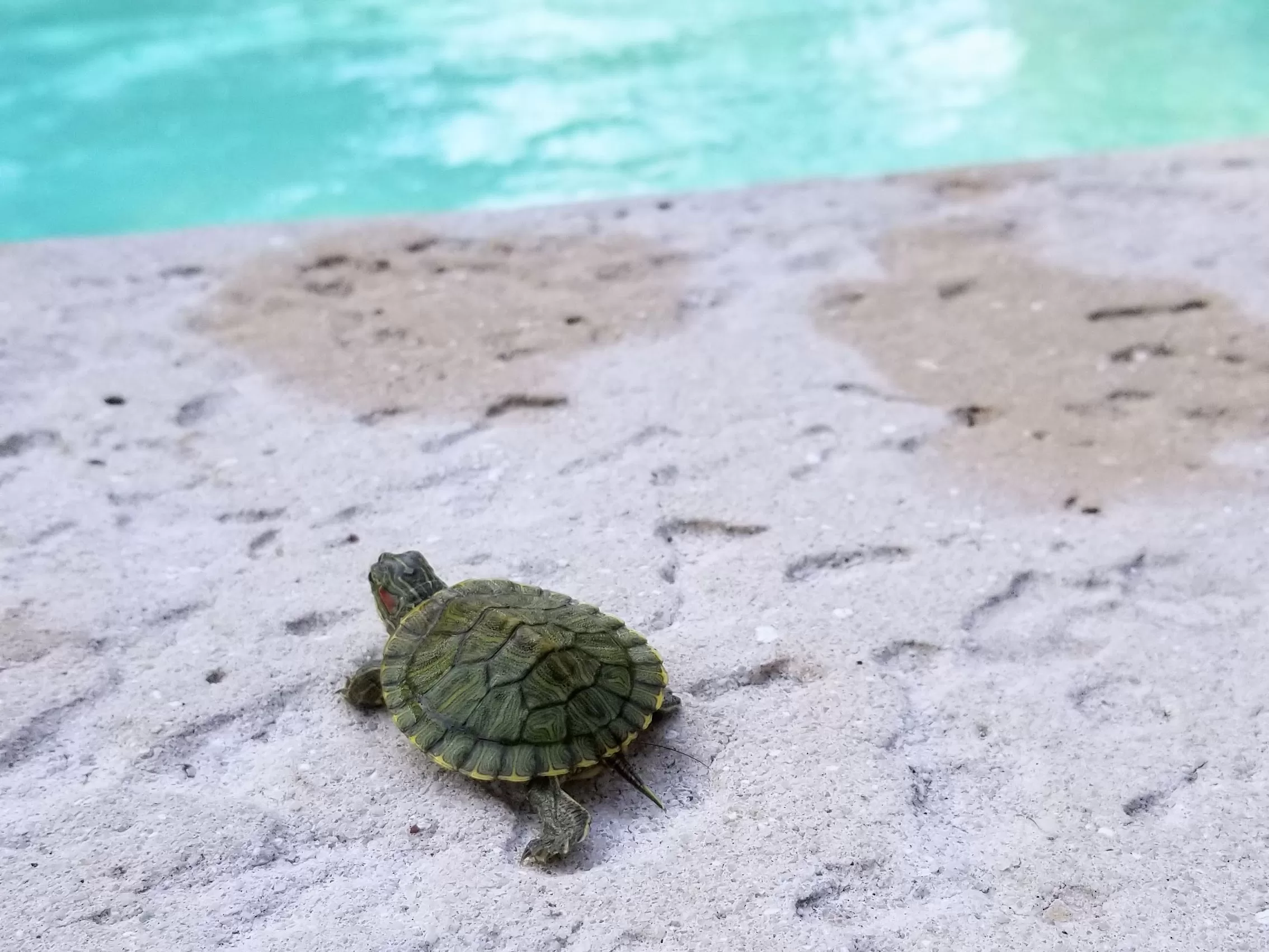 how to deal with change, like this turtle heading to a new pool